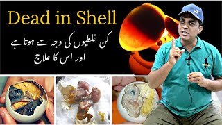 Dead in Shell Reason and Solution|| Why Chicks Dead in Shell || Dead in Shell Treatment