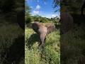 Baby elephant #zoology #awesome #foryou #viralvideo #beautiful #wildlife #beauty #amazinganimals
