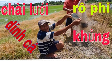Một ngày đẹp trời cả nhóm đi chài lưới bắt cá , trên cánh đồng, và bắt được cá rô phi khủng 