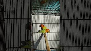 Green Euwing Dilute Opline And Green Dilute Opline Pair