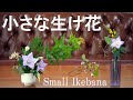【生け花】野の花と庭の花で小さく生ける【ikebana】桔梗/紅葉/ヘクソカズラ/金水引/Small ikebana/小插花/Petite composition florale/Florzinha