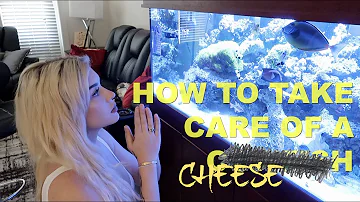 HOW TO CARE FOR A COWFISH (Featuring Our God: Cheese)