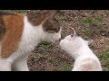 ちょっと仲良くなった三毛猫ミヨと子猫マメ
