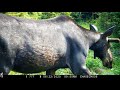 Maine Wildlife Adventures 2020 Part 3 ~ Browning Trail Cameras