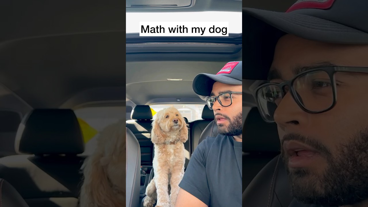 My Dog Has the Funniest Expressions After These Math Questions 😂