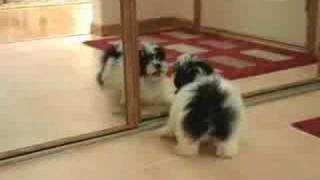 Puppy Vs. Mirror