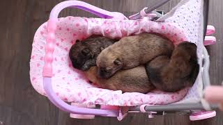 Playing with baby puppies by K&MPawTails 57 views 2 years ago 1 minute, 16 seconds