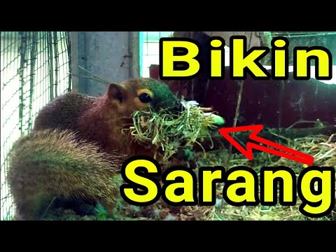 Video: Kapan tupai membuat sarang?