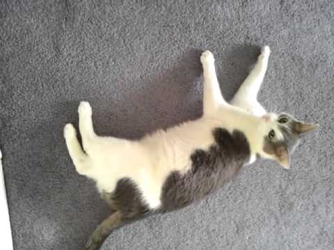Quint the cat rolls on the floor- adorable!