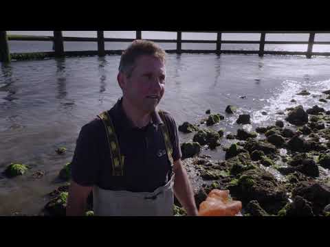 Video: Zeevruchtensalade Met Zeewier