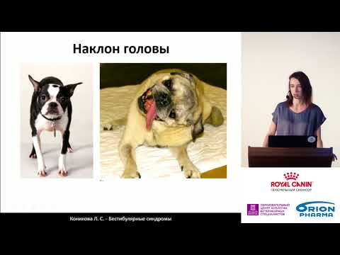 Видео: Воспаление мозга у собак