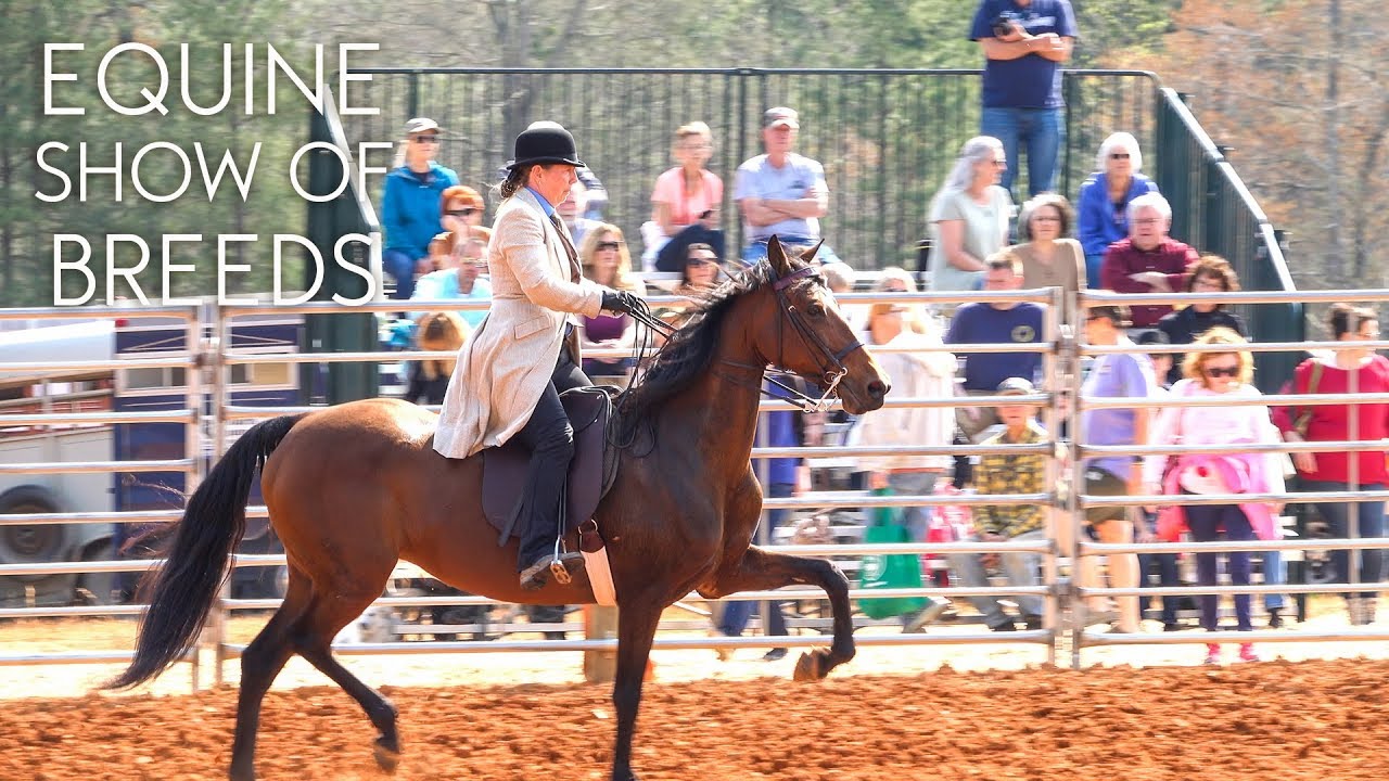 Show of Breeds Equestrian Horses Horse Breeds Wild Horses YouTube