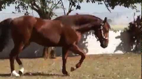 À VENDA - POTRO SMART LITTLE JERRY X LELANI LENA