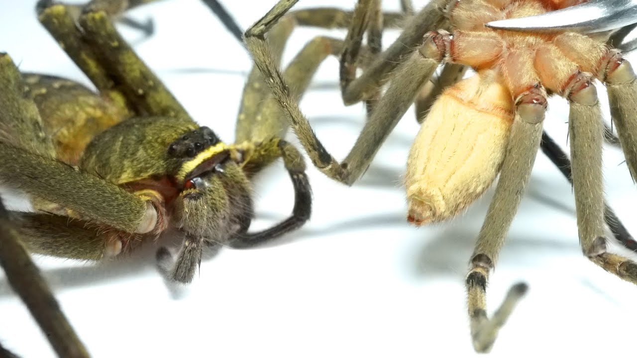 When I showed my penis to a female huntsman spiderit was too
