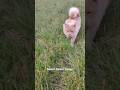 🐈 🥰Бездомная кошка каждый раз встречает меня на полной скорости.#кошка  #милыеживотные #cute