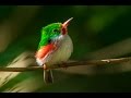 Beautiful Birds HD 1080p