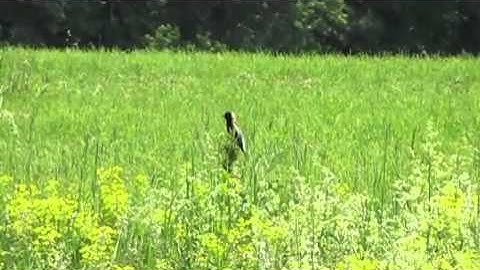 "Green Meditation" Nature Video - "Bobolink" Haiku Video