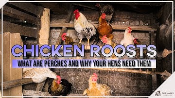 Chicken Roosts: What Are Perches and Why Your Hens Need Them