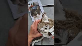 Soft cat portrait.  DIY toys screenshot 2