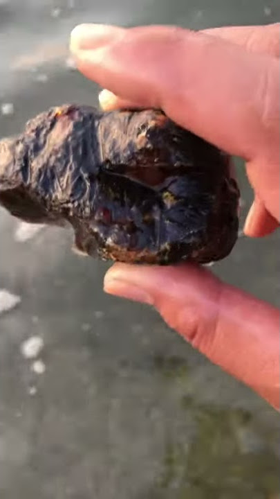 Cara Mengetes Getah Kati Layu Asli atau Palsu