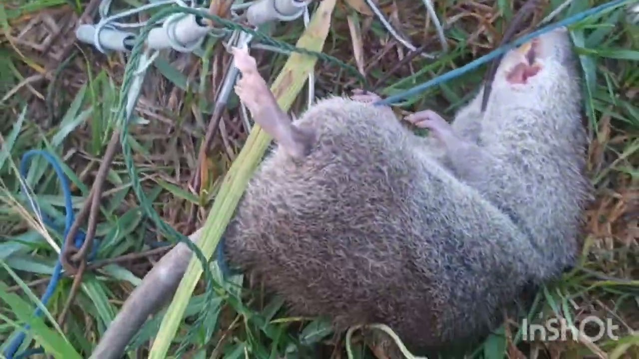 หมานเก่าแก่แต่ก็ยังได้ตัวนะ