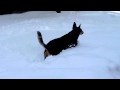 Penny Playing in Deep Snow
