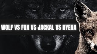 The Ultimate Predators - How Are They Different? #wolf #hyena #fox #jackal #wilflife