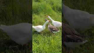 Goose protects flock of geese.