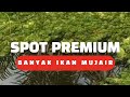 Spot Mancing Paling Premium Banyak Ikan Mujair Disini