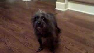 Perry Belcher has an Ugly Dog!