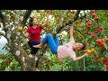 Harvest 1000+ Kg Of Local Persimmon Goes to market sell - Caring For Wild Ducks | My Daily Life