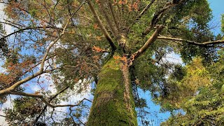 もみの木の切下げ強剪定 吊切り樹高ｍ 宝塚市 Youtube