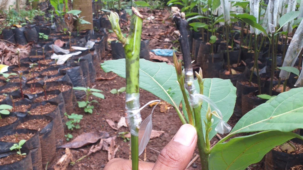 rahasia terpenting ing setelah sambung pucuk alpukat 15 hari yang berhasil