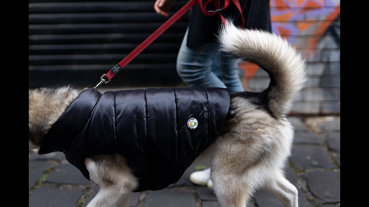 The Worlds Most Fashionable ECO Friendly Pet Jacket on Kickstarter launching Nov 1, 2021
