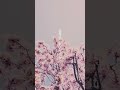 うらら／ひらめ