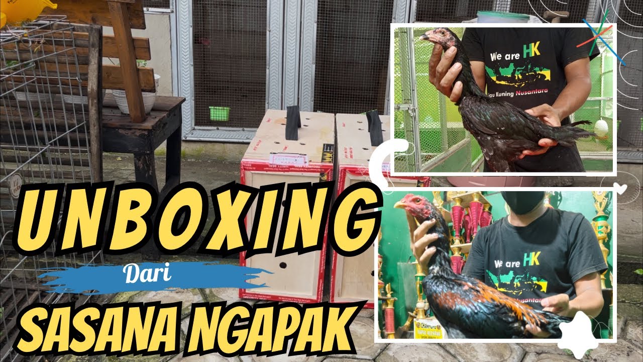 UNBOXING MATERI BARU AYAM DARI SASANA NGAPAK 