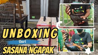 Unboxing Materi Baru Ayam Dari Sasana Ngapak 