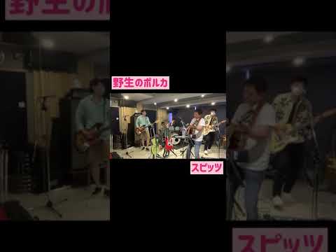 2021/07/04　野生のポルカ / スピッツ　byサモエド旅に出る