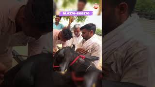 भादरा पशु मंडी में 90000₹ में सैल हुई🤩✅
