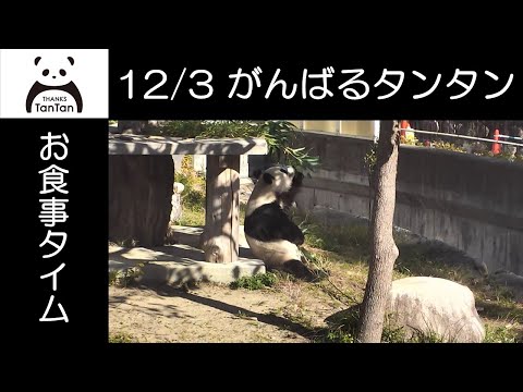 12/3 タンタンさんのちょっと苦労したお食事タイム