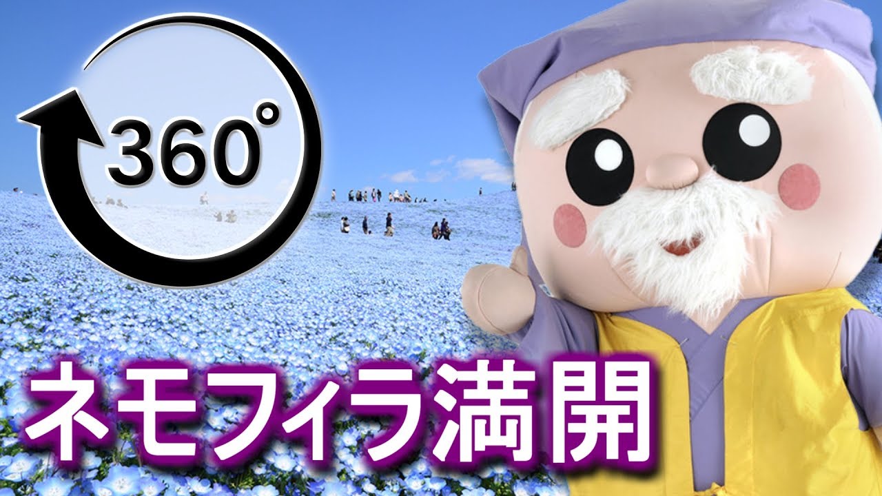 360°動画】国営ひたち海浜公園 ネモフィラ花畑 withハッスル黄門 - YouTube