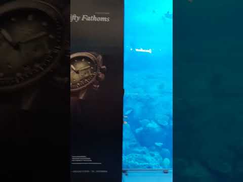 Dubai Aquarium & Underwater Zoo #travel #uae #dubai #aquarium