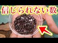 【繁殖力No.1】のクワガタを虫カゴに数ヶ月放置した結果…