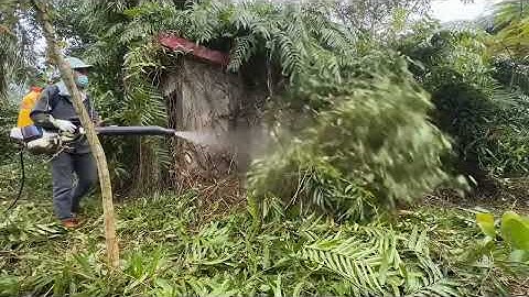 Complete clean up Garden reclaimed, messy abandoned house turned fresh again