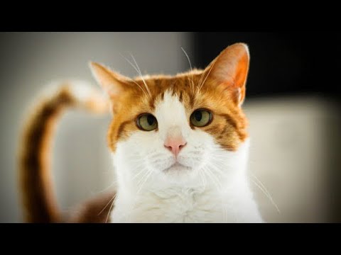Косоглазие у кошек (страбизм) причины, лечение