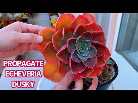 Video #505 BEHEADING SUCCULENT TO GET MORE SUCCULENT | NHÂN... - youtube