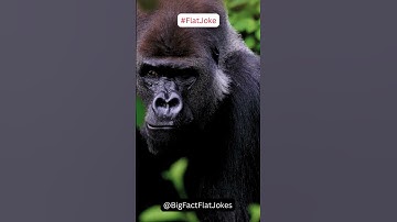 Dad Joke - What do you call two monkeys that share an Amazon account?