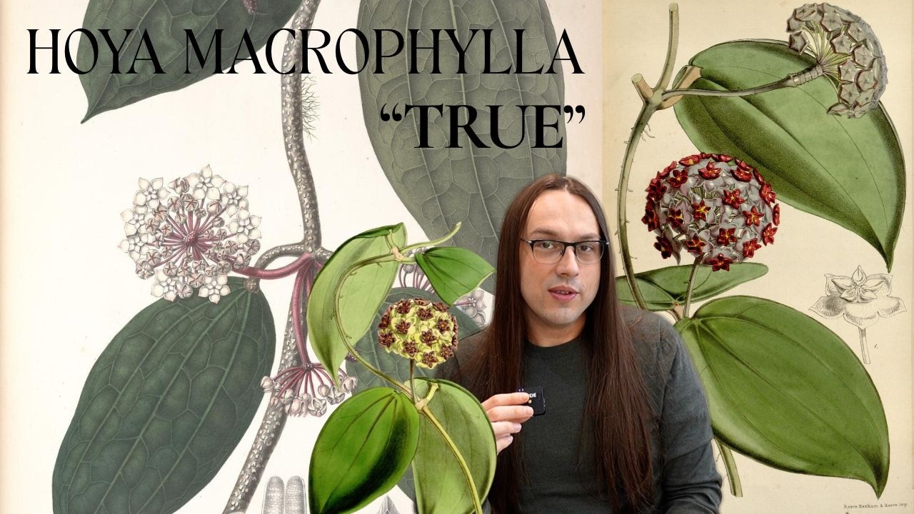 Наконец-то мы получили НАСТОЯЩУЮ Hoya macrophylla (и это не Hoya latifolia).