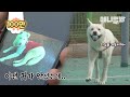 실종된지 1년 만에 집 찾아온 진돗개 그런데..ㅣJindo Dog Gone Missing Came Back Home After A Year, But..