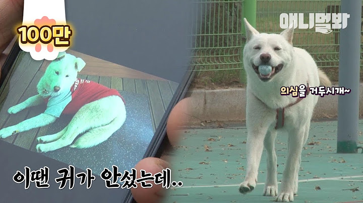 실종된지 1년 만에 집 찾아온 진돗개 그런데..ㅣJindo Dog Gone Missing Came Back Home After A Year, But..